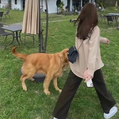 狮蚁